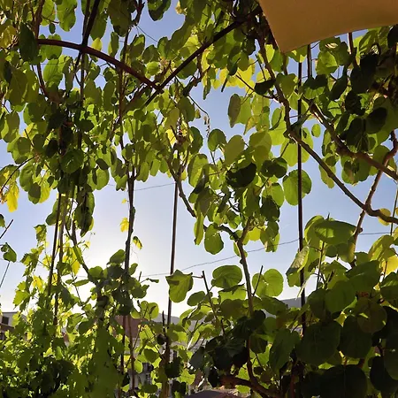 Superior With View 3* טרוגיר