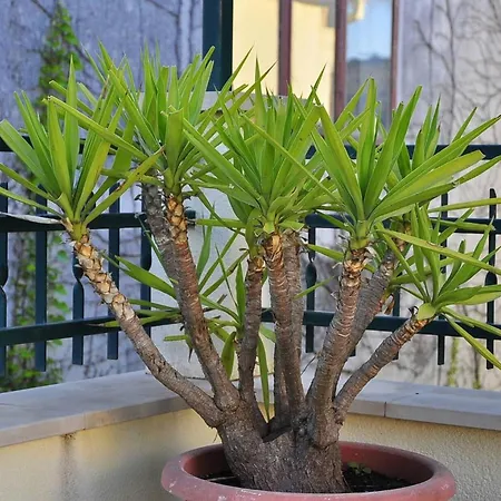 Pensjonat Superior With View 3*